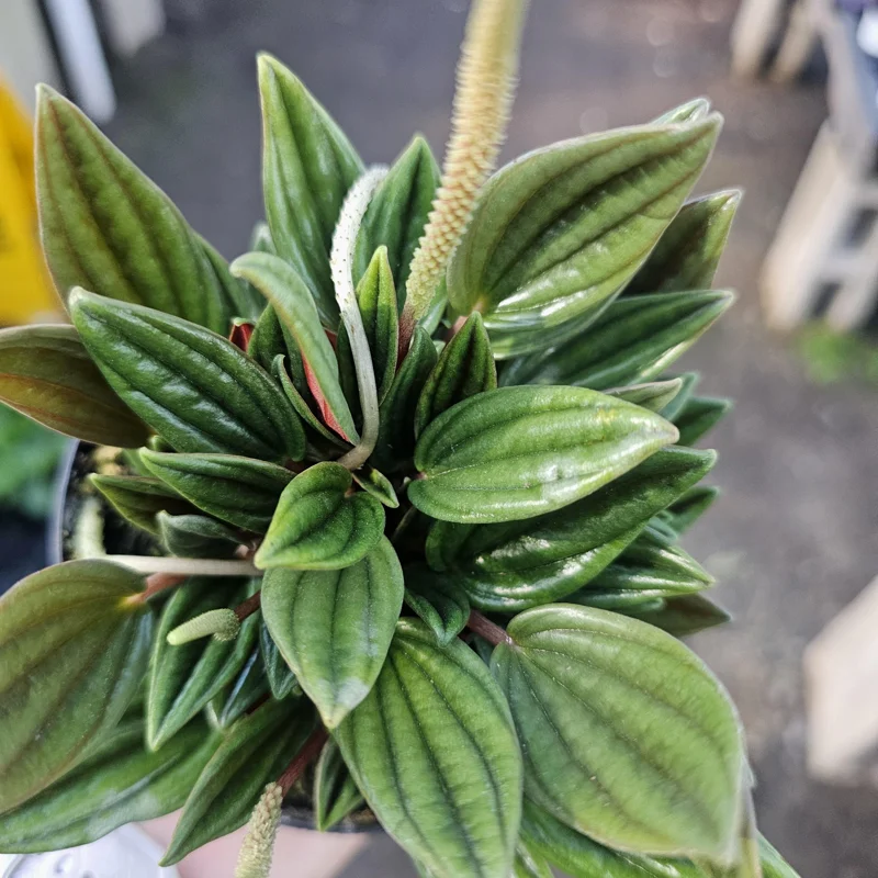 Peperomia Rosso Live Plant - Peperomia Caperata Rosso - Easy Care Houseplant - 4in Pot - Image 8