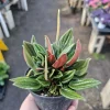 Peperomia Rosso Live Plant - Peperomia Caperata Rosso - Easy Care Houseplant - 4in Pot - Image 1