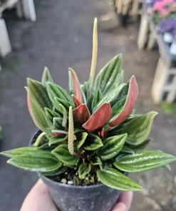 Peperomia Rosso Live Plant - Peperomia Caperata Rosso - Easy Care Houseplant - 4in Pot - Image 1