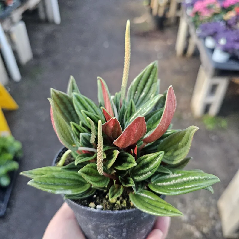 Peperomia Rosso Live Plant - Peperomia Caperata Rosso - Easy Care Houseplant - 4in Pot - Image 1