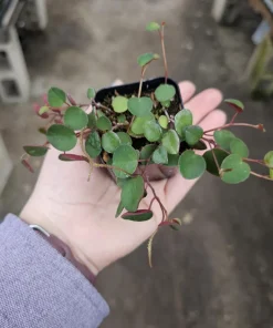 Peperomia Ruby Cascade Live Plant – Trailing Houseplant – 2in or 4in Pot – Indoor - Image 2