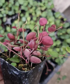 Peperomia Ruby Cascade Live Plant – Trailing Houseplant – 2in or 4in Pot – Indoor - Image 3