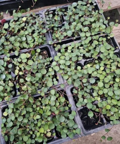 Peperomia Ruby Cascade Live Plant – Trailing Houseplant – 2in or 4in Pot – Indoor - Image 4