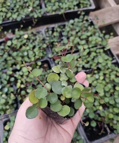 Peperomia Ruby Cascade Live Plant – Trailing Houseplant – 2in or 4in Pot – Indoor - Image 5