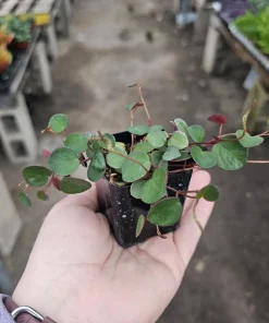 Peperomia Ruby Cascade Live Plant – Trailing Houseplant – 2in or 4in Pot – Indoor - Image 1