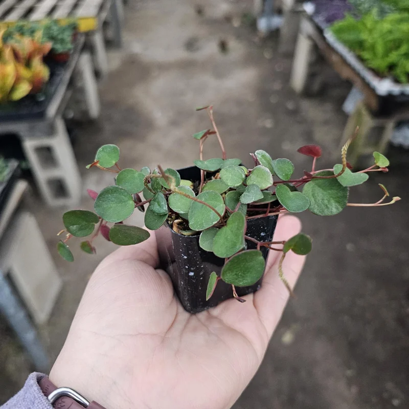 Peperomia Ruby Cascade Live Plant – Trailing Houseplant – 2in or 4in Pot – Indoor - Image 1