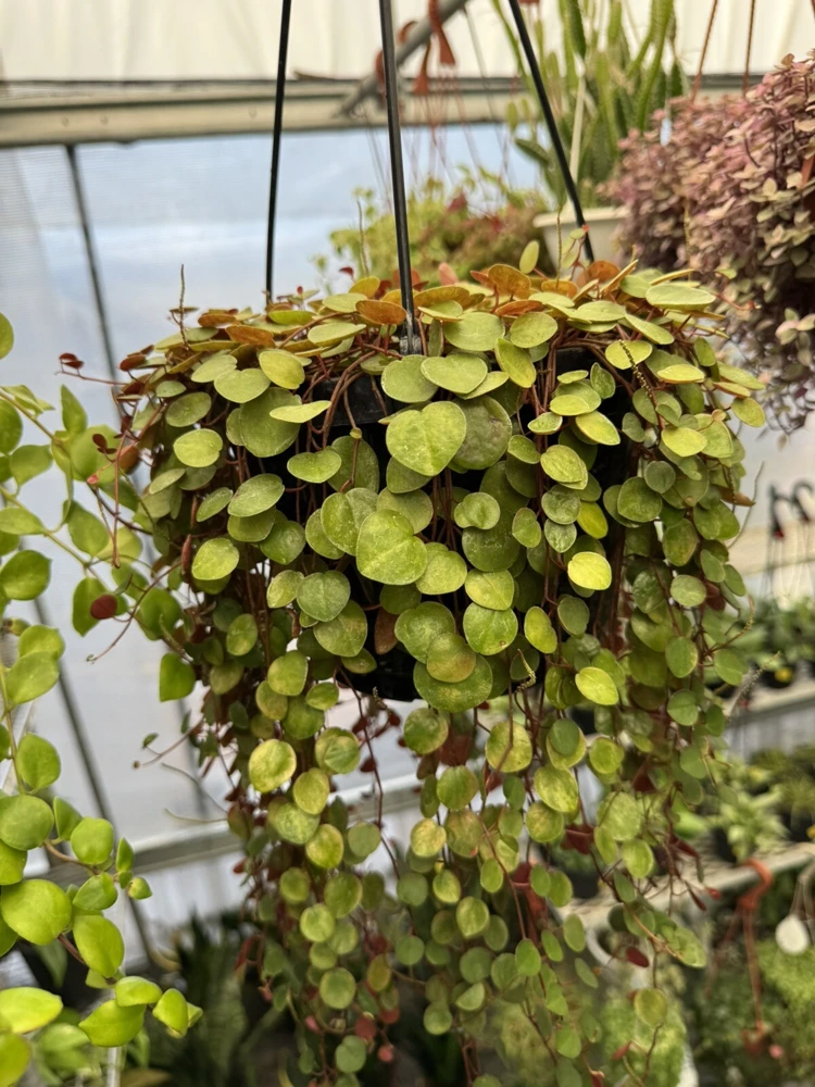 Peperomia Ruby Cascade Live Plant - Trailing Succulent Houseplant - Image 2
