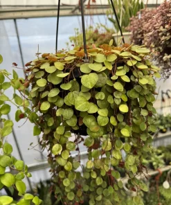 Peperomia Ruby Cascade Live Plant - Trailing Succulent Houseplant - Image 2