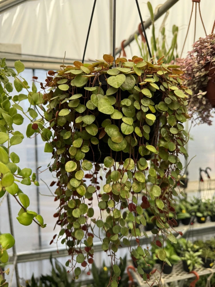 Peperomia Ruby Cascade Live Plant - Trailing Succulent Houseplant - Image 1