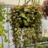 Peperomia Ruby Cascade Live Plant - Trailing Succulent Houseplant - Image 1