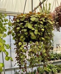 Peperomia Ruby Cascade Live Plant - Trailing Succulent Houseplant - Image 1