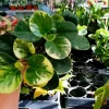 Peperomia Variegated Marble Live Plant - Indoor Houseplant - Image 1