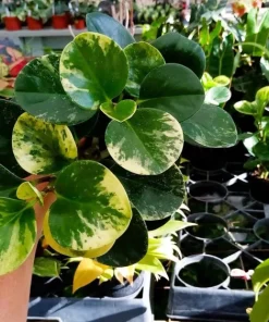 Peperomia Variegated Marble Live Plant - Indoor Houseplant - Image 1
