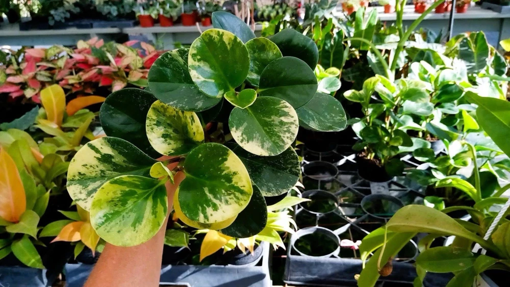 Peperomia Variegated Marble Live Plant - Indoor Houseplant - Image 1
