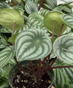 Peperomia Watermelon Live Houseplant, 4 inch Pot, Indoor Tropical Plant - Image 2