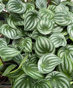 Peperomia Watermelon Live Houseplant, 4 inch Pot, Indoor Tropical Plant - Image 3
