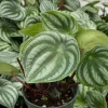 Peperomia Watermelon Live Houseplant, 4 inch Pot, Indoor Tropical Plant - Image 1