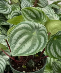 Peperomia Watermelon Live Houseplant, 4 inch Pot, Indoor Tropical Plant - Image 1