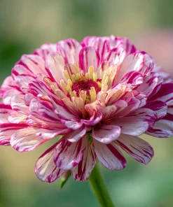 Peppermint Stick Zinnia Seeds - 25 Seed Mix, Heirloom Vibrant Red & White Blooms for Outdoor Gardens - Image 3