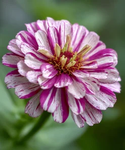 Peppermint Stick Zinnia Seeds - 25 Seed Mix, Heirloom Vibrant Red & White Blooms for Outdoor Gardens - Image 4