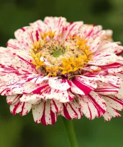 Peppermint Stick Zinnia Seeds - 25 Seed Mix, Heirloom Vibrant Red & White Blooms for Outdoor Gardens - Image 5