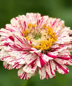 Peppermint Stick Zinnia Seeds - 25 Seed Mix, Heirloom Vibrant Red & White Blooms for Outdoor Gardens - Image 6