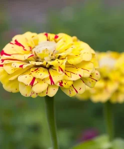 Peppermint Stick Zinnia Seeds - 25 Seed Mix, Heirloom Vibrant Red & White Blooms for Outdoor Gardens - Image 7