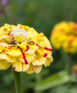 Peppermint Stick Zinnia Seeds - 25 Seed Mix, Heirloom Vibrant Red & White Blooms for Outdoor Gardens - Image 8