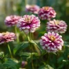 Peppermint Stick Zinnia Seeds - 25 Seed Mix, Heirloom Vibrant Red & White Blooms for Outdoor Gardens - Image 1