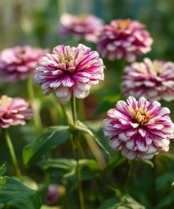 Peppermint Stick Zinnia Seeds - 25 Seed Mix, Heirloom Vibrant Red & White Blooms for Outdoor Gardens - Image 1
