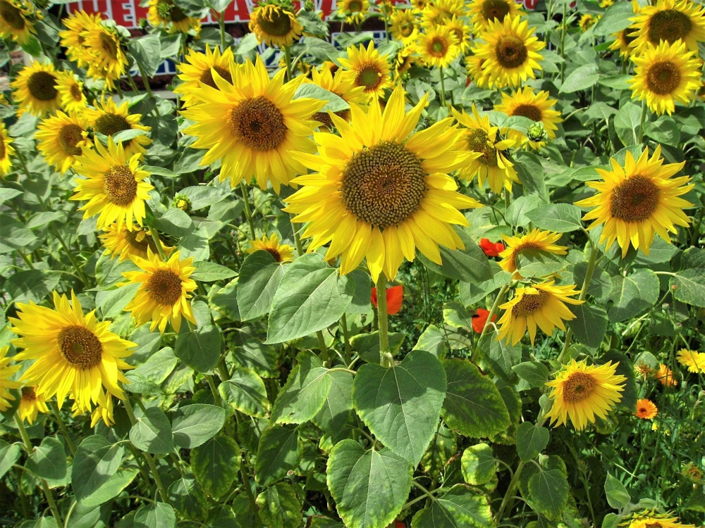 Peredovik Sunflower Seeds - 100 Count, Yellow Oilseed Type, Helianthus Annuus - Image 10