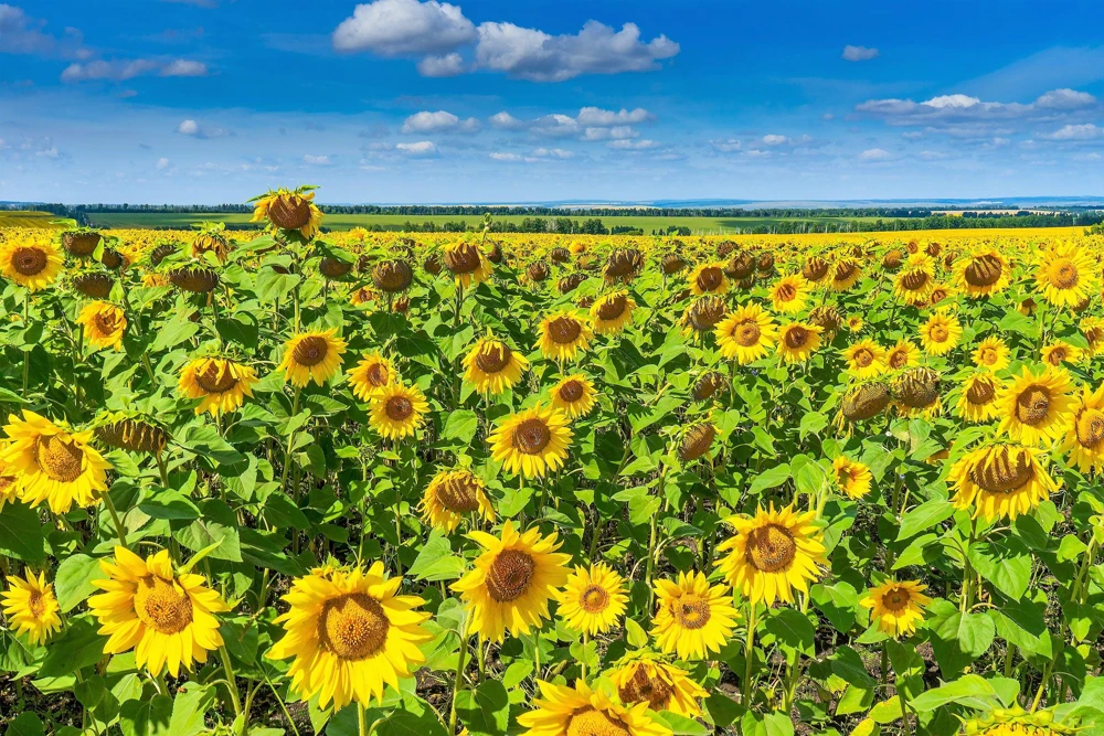Peredovik Sunflower Seeds - 100 Count, Yellow Oilseed Type, Helianthus Annuus - Image 2