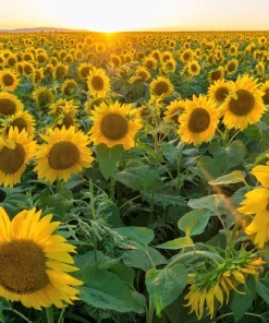 Peredovik Sunflower Seeds - 100 Count, Yellow Oilseed Type, Helianthus Annuus - Image 3