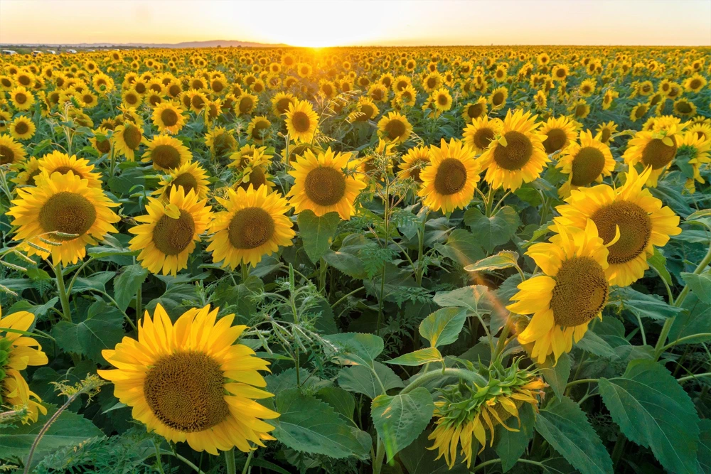 Peredovik Sunflower Seeds - 100 Count, Yellow Oilseed Type, Helianthus Annuus - Image 3