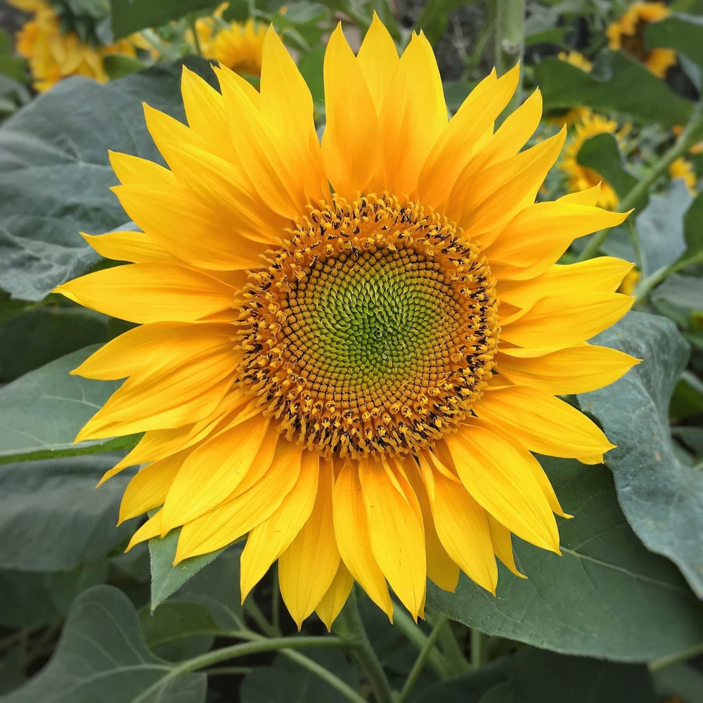 Peredovik Sunflower Seeds - 100 Count, Yellow Oilseed Type, Helianthus Annuus - Image 6