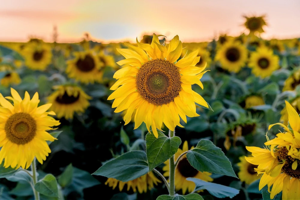 Peredovik Sunflower Seeds - 100 Count, Yellow Oilseed Type, Helianthus Annuus - Image 9