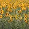 Peredovik Sunflower Seeds - 100 Count, Yellow Oilseed Type, Helianthus Annuus - Image 1
