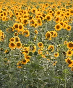 Peredovik Sunflower Seeds - 100 Count, Yellow Oilseed Type, Helianthus Annuus - Image 1