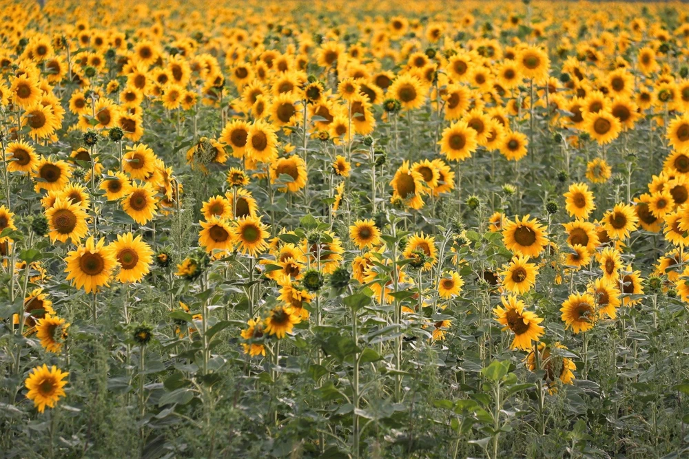 Peredovik Sunflower Seeds - 100 Count, Yellow Oilseed Type, Helianthus Annuus - Image 1