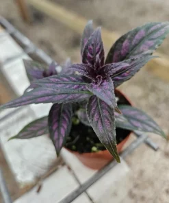 Persian Shield Live Plant - Striking Purple Foliage for Indoor & Outdoor - Image 2