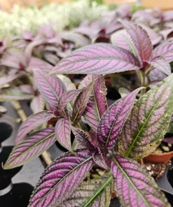 Persian Shield Live Plant - Striking Purple Foliage for Indoor & Outdoor - Image 3
