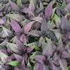 Persian Shield Live Plant - Striking Purple Foliage for Indoor & Outdoor - Image 1