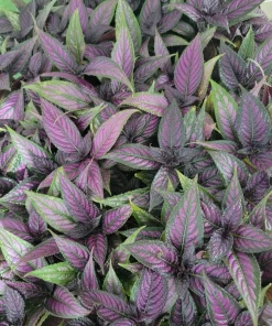 Persian Shield Live Plant - Striking Purple Foliage for Indoor & Outdoor - Image 1