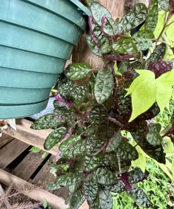 Persian Shield Live Plant – Strobilanthes dyerianus – Purple Foliage Houseplant - Image 2