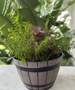 Persian Shield Live Plant - Strobilanthes Dyerianus Purple Foliage Houseplant - Image 2