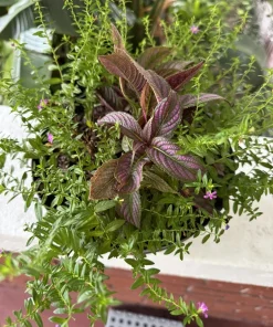 Persian Shield Live Plant - Strobilanthes Dyerianus Purple Foliage Houseplant - Image 1