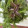 Persian Shield Live Plant - Strobilanthes dyerianus - Indoor Houseplant - Image 1