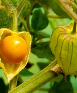 Peruvian Ground Cherry Seeds – Physalis Peruviana – 50 Seeds – Edible Fruit - Image 10