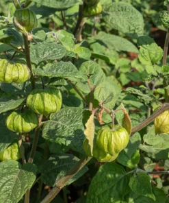 Peruvian Ground Cherry Seeds – Physalis Peruviana – 50 Seeds – Edible Fruit - Image 2