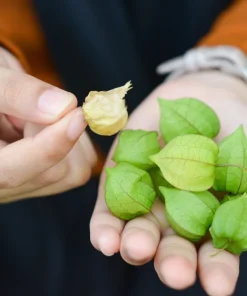 Peruvian Ground Cherry Seeds – Physalis Peruviana – 50 Seeds – Edible Fruit - Image 3
